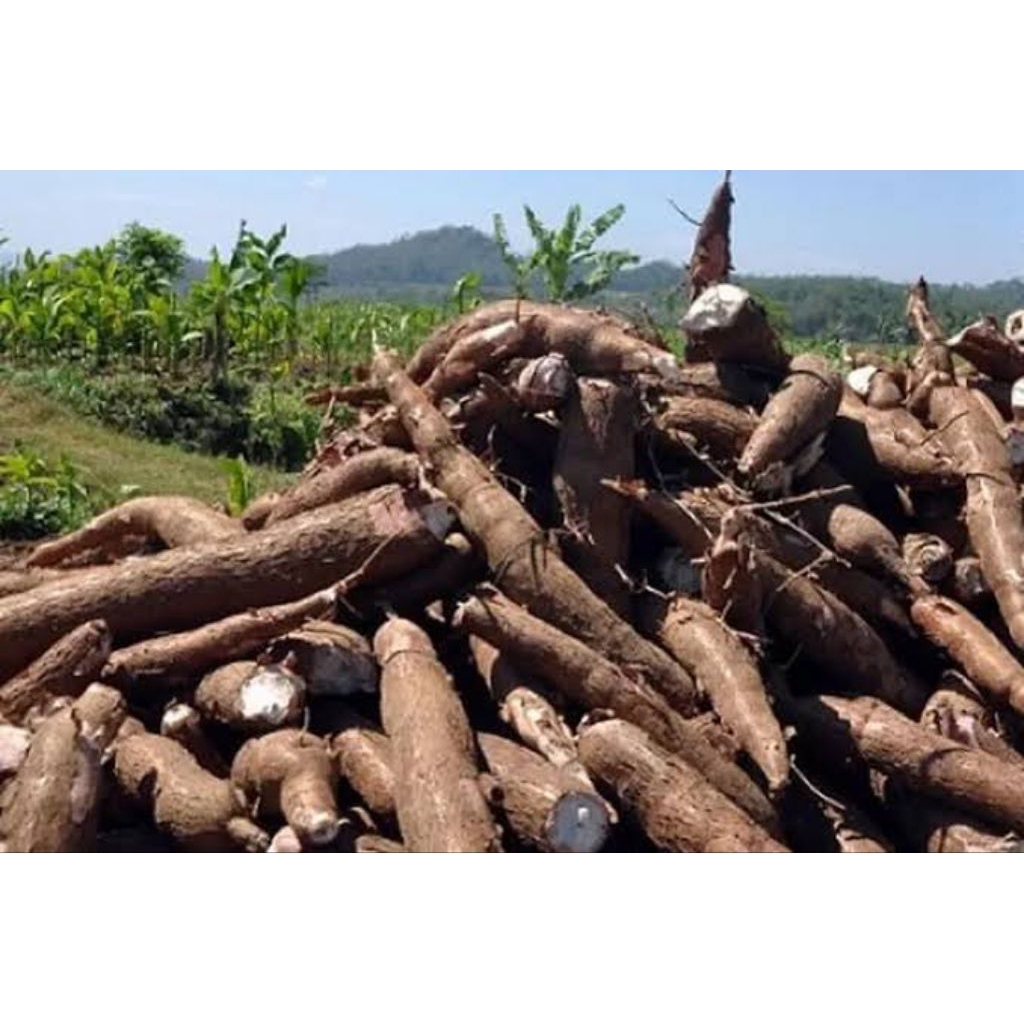 

umbi singkong fresh 1kg singkong pulen-singkong