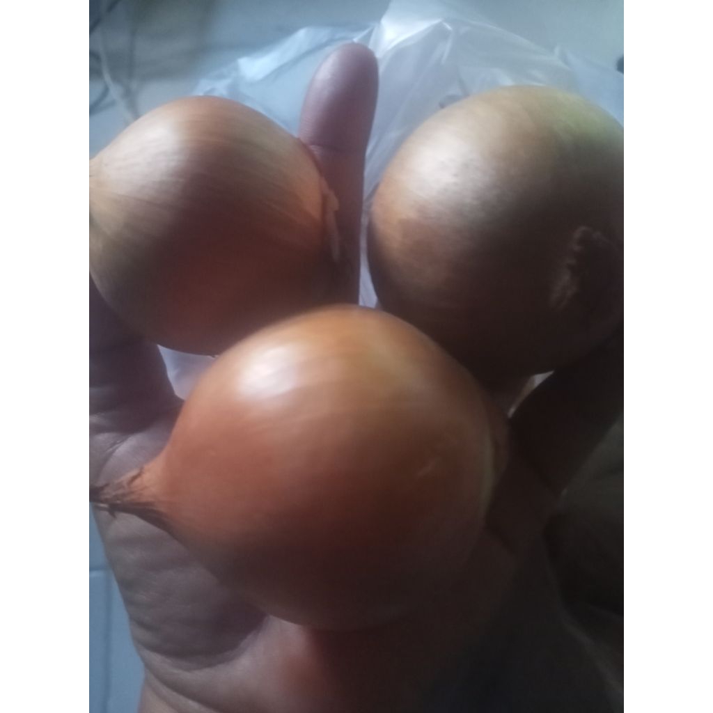 

bawang bombe netto 1000gr