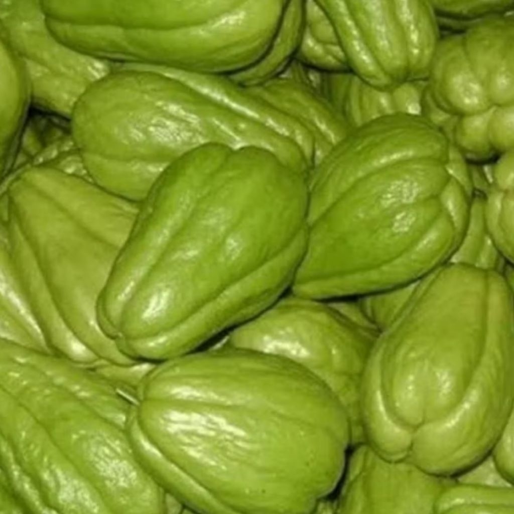 

labu Siam fresh petik dari kebun sendiri