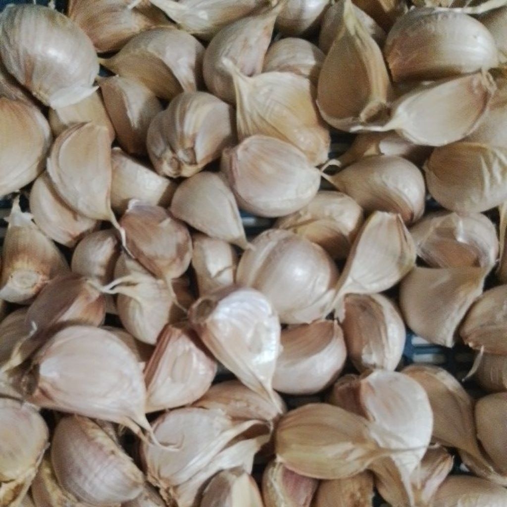 

Bawang Putih Kating Fresh 1kg