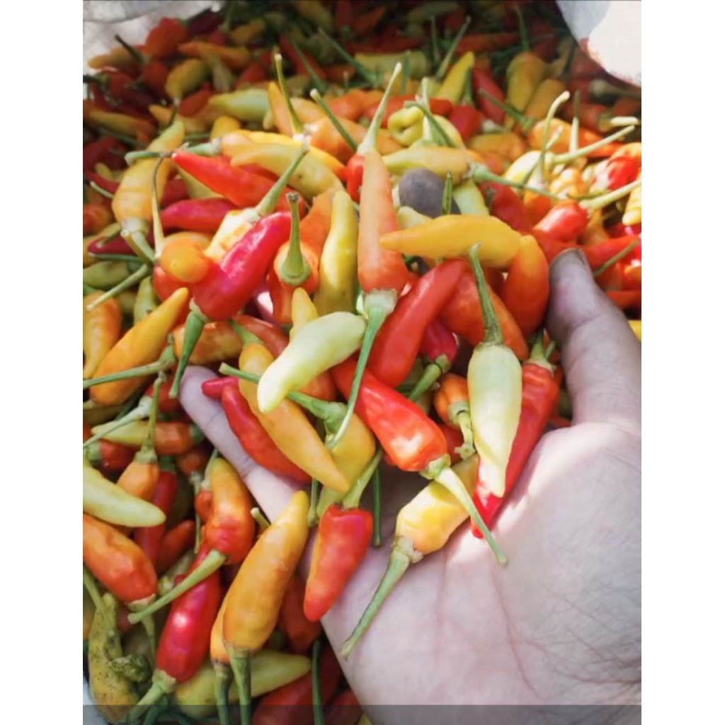 

CabeAsliBlitar 1 kg panen sendiri