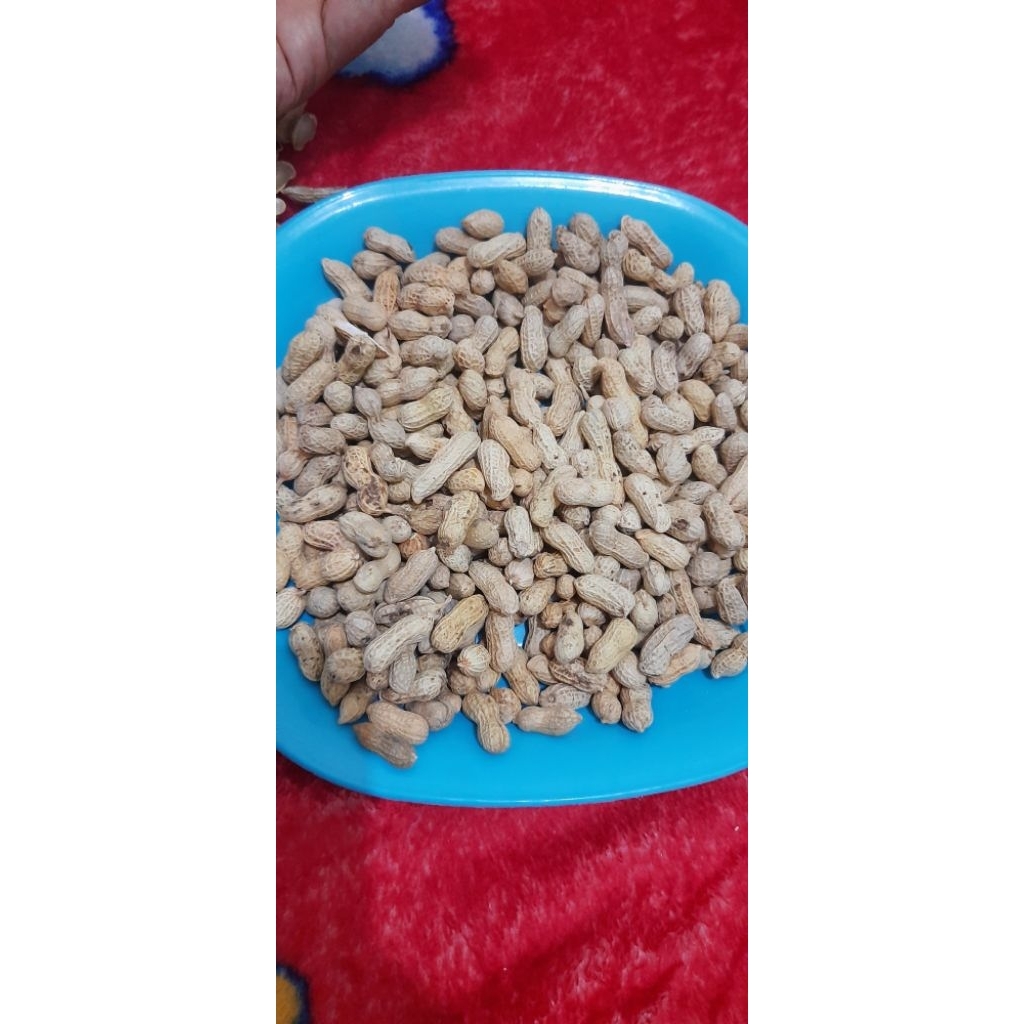 

Kacang asin Oven/ kacang asin/ kacang kulit oven