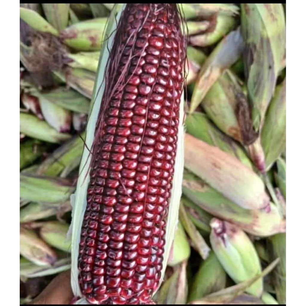 

jagung ketan ungu 1 pcs