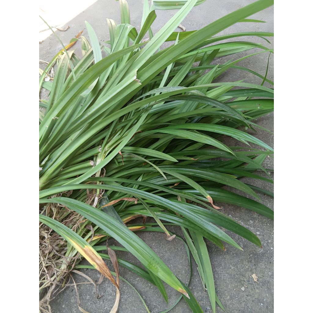 

Daun pandan segar harga satu helai