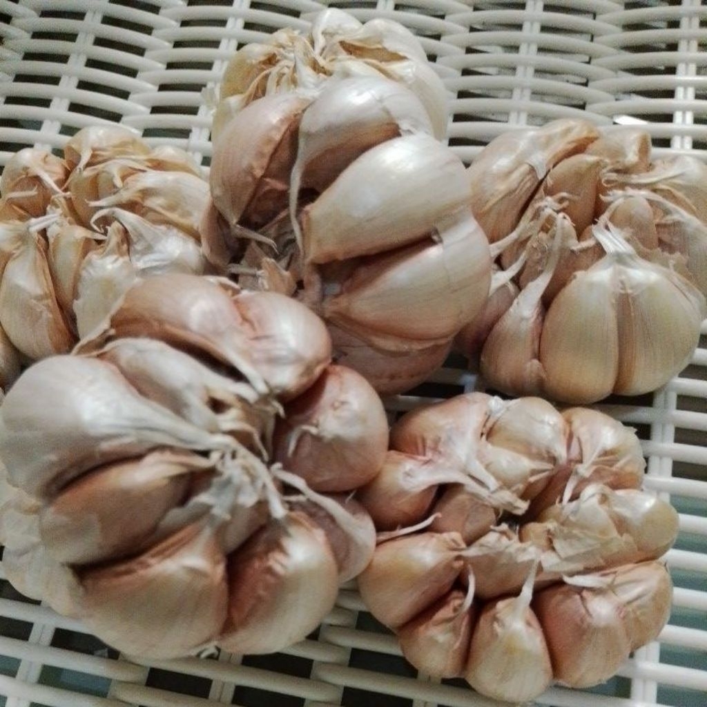 

Bawang Putih Honan Pilihan Fresh 1 KG
