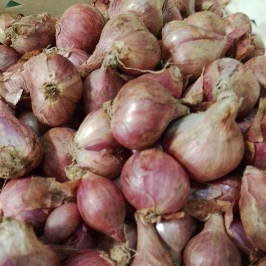 

Bawang Merah Pilihan Fresh 1KG