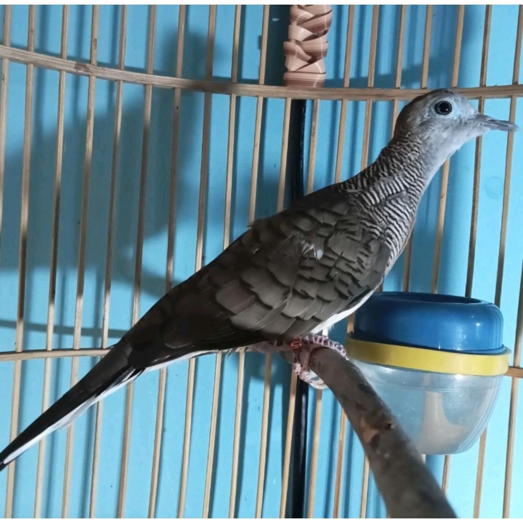 Perkutut Bangkok super A