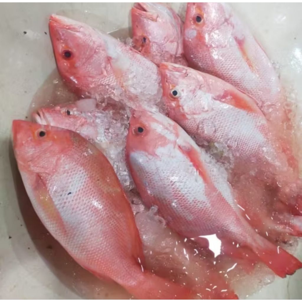 

ikan kakap merah segar 1 kg ada pagi siang