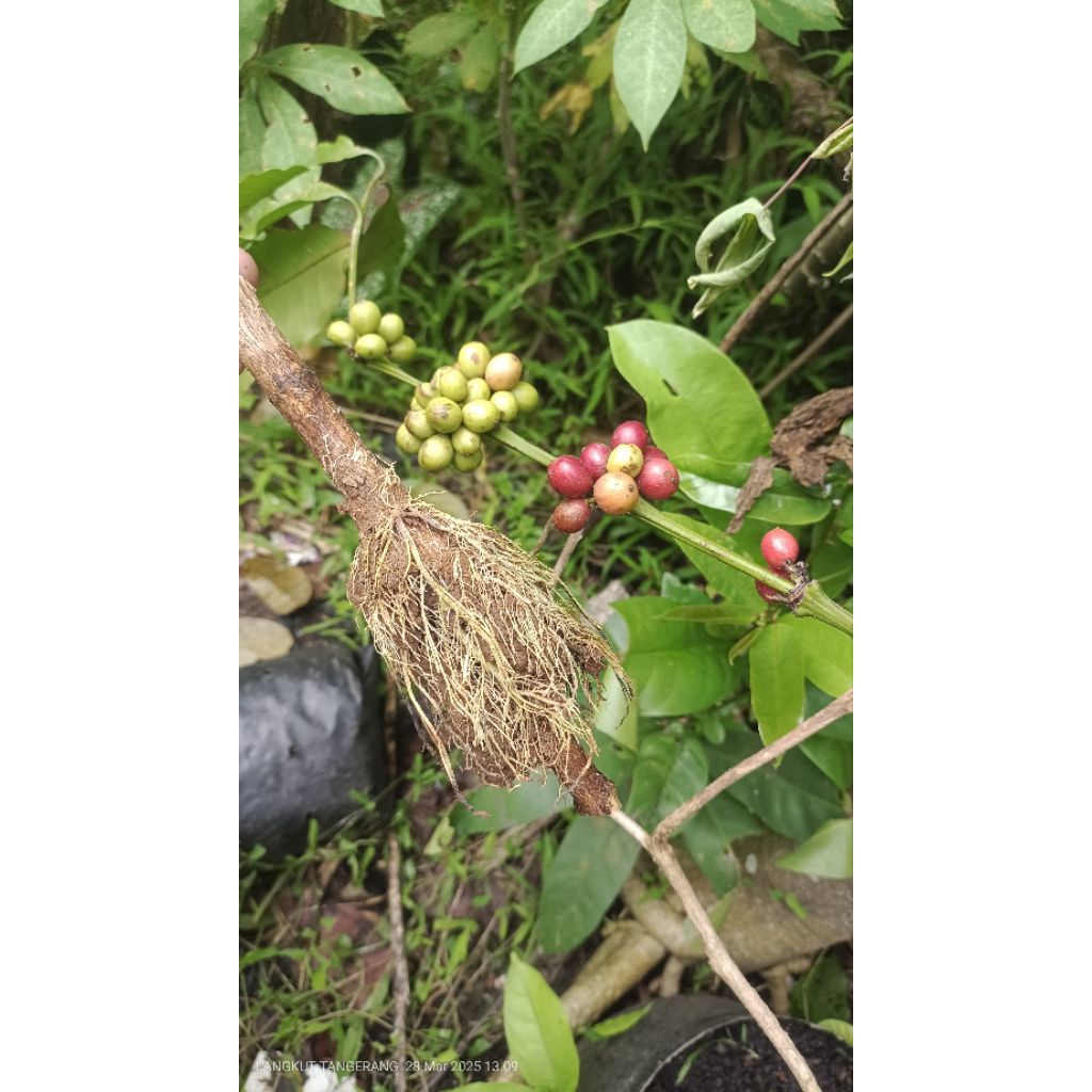 Pohon Kopi Cangkokan Sudah Berbuah