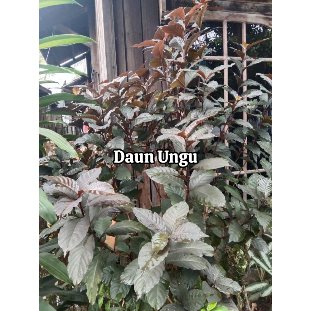

Daun ungu untuk ambeien / wasir | Daun Ungu fresh