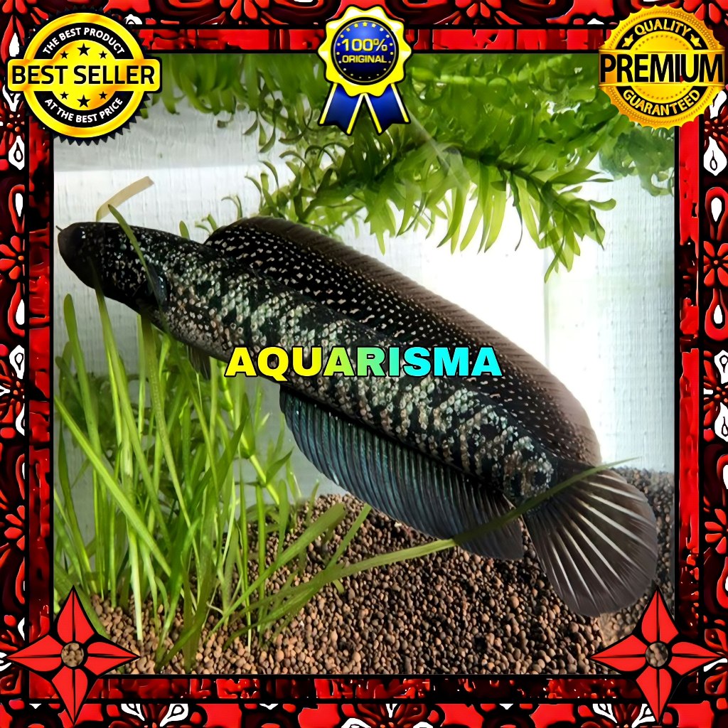 KEBUTUHAN AKUARIUM - SNAKEHEAD CHANNA GABUS ASIATICA WHITE SPOT PURE 9-10 CM