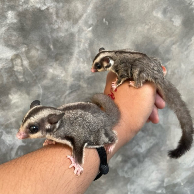 sugar glider/ tupai terbang