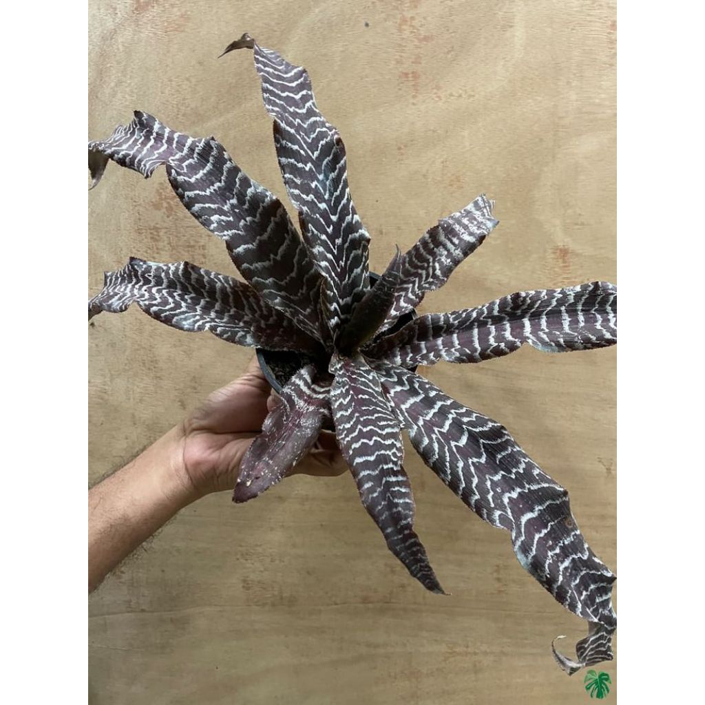 cryptanthus zonatus black mystic