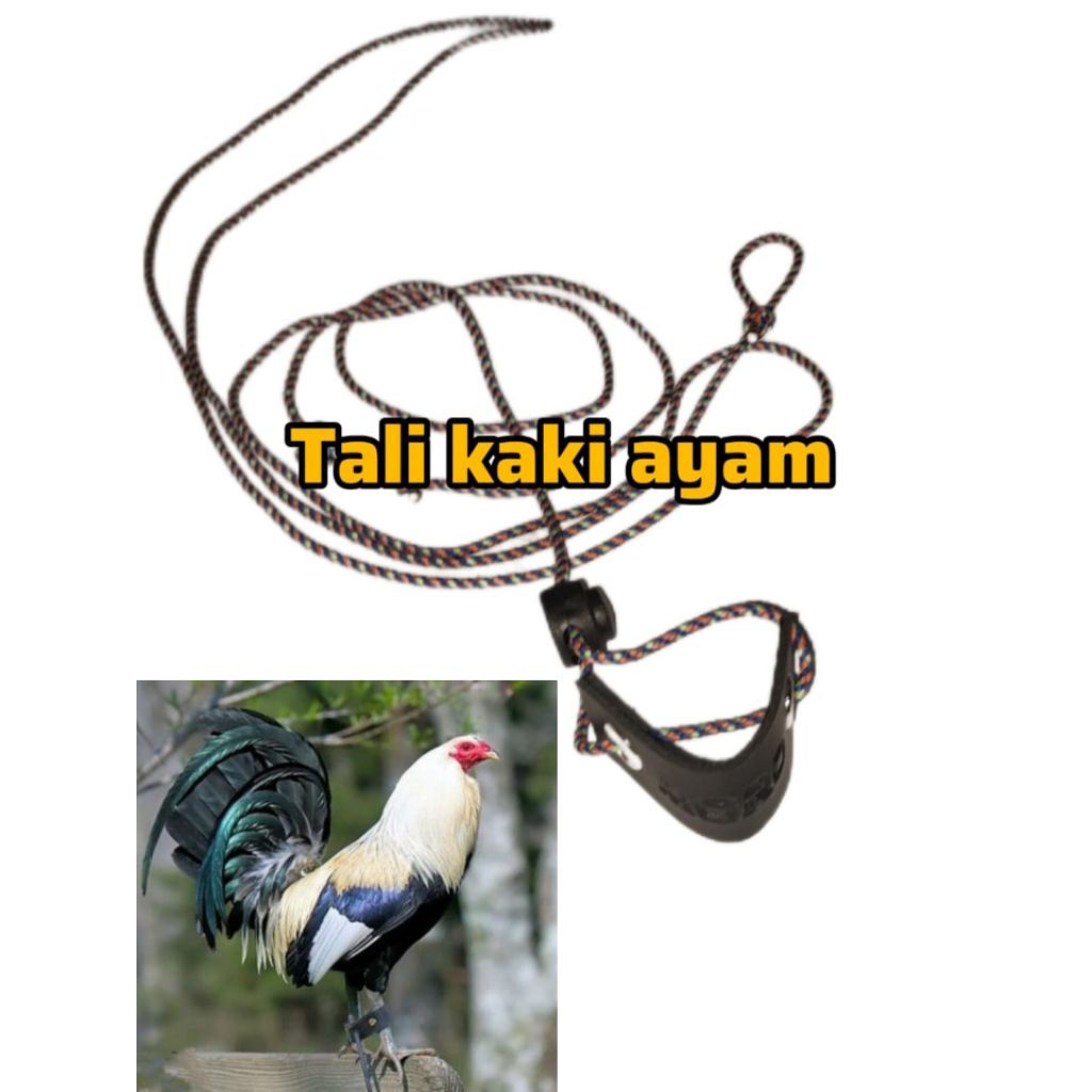TALI KAKI AYAM PHILIPIN TALI KAKI AYAM BETET TALI KAKI AYAM HUTAN PANJANG 2 METER