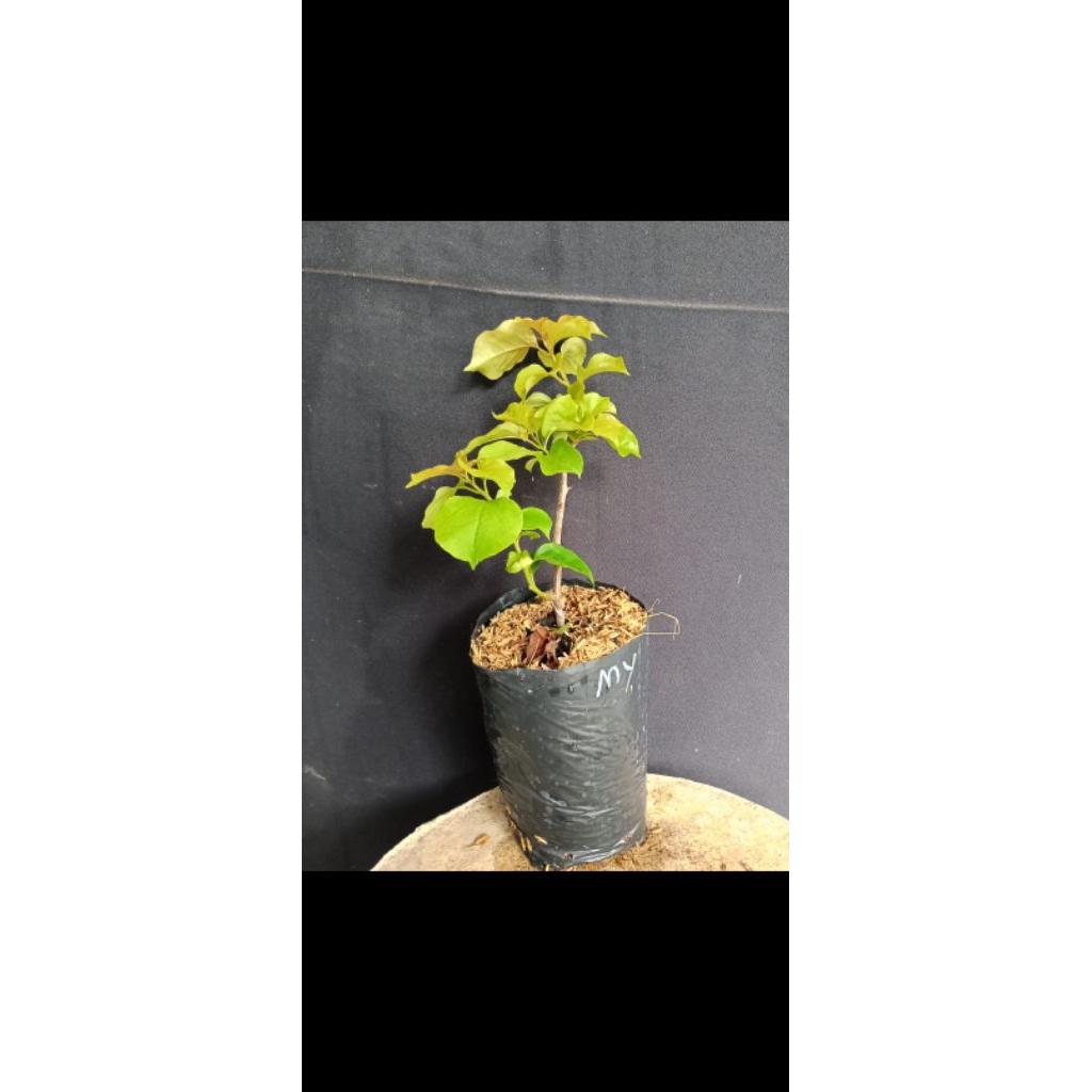 Bibit Bougenville MURAYAMA