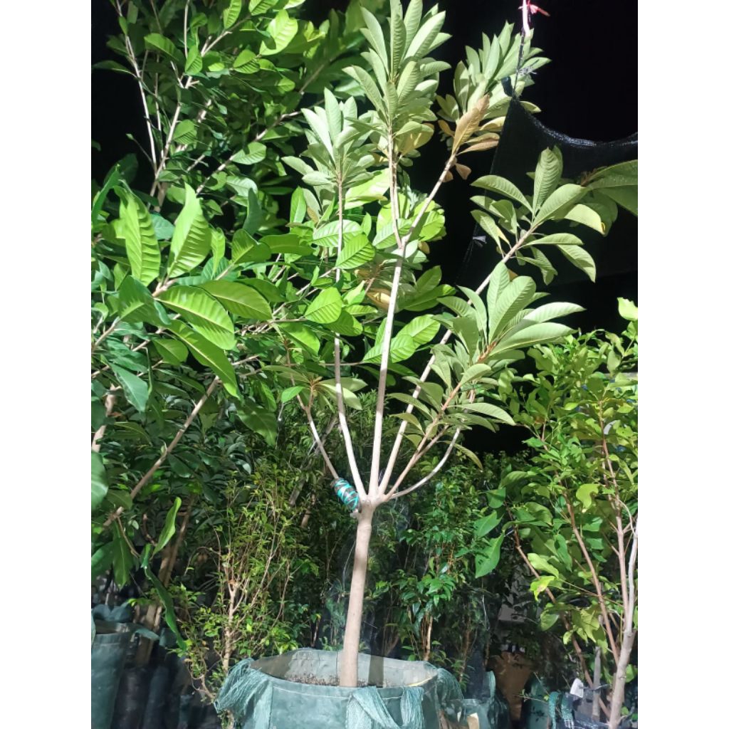 MAMEY SAPOTE KEYWEST FULL BUNGA