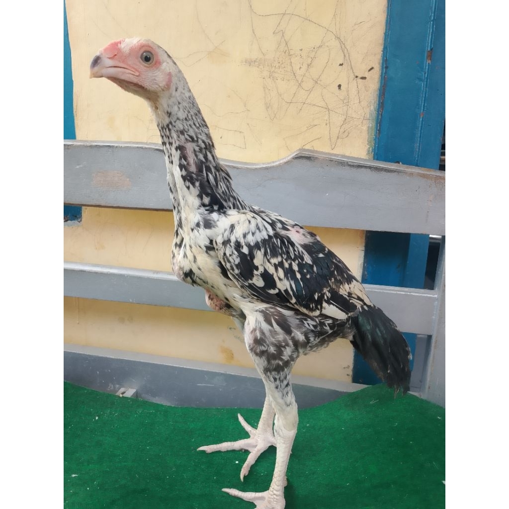 

Ayam mangon muda umur 3 bulanan kualitas pukul mundur trah bagus seperti mangon aseel