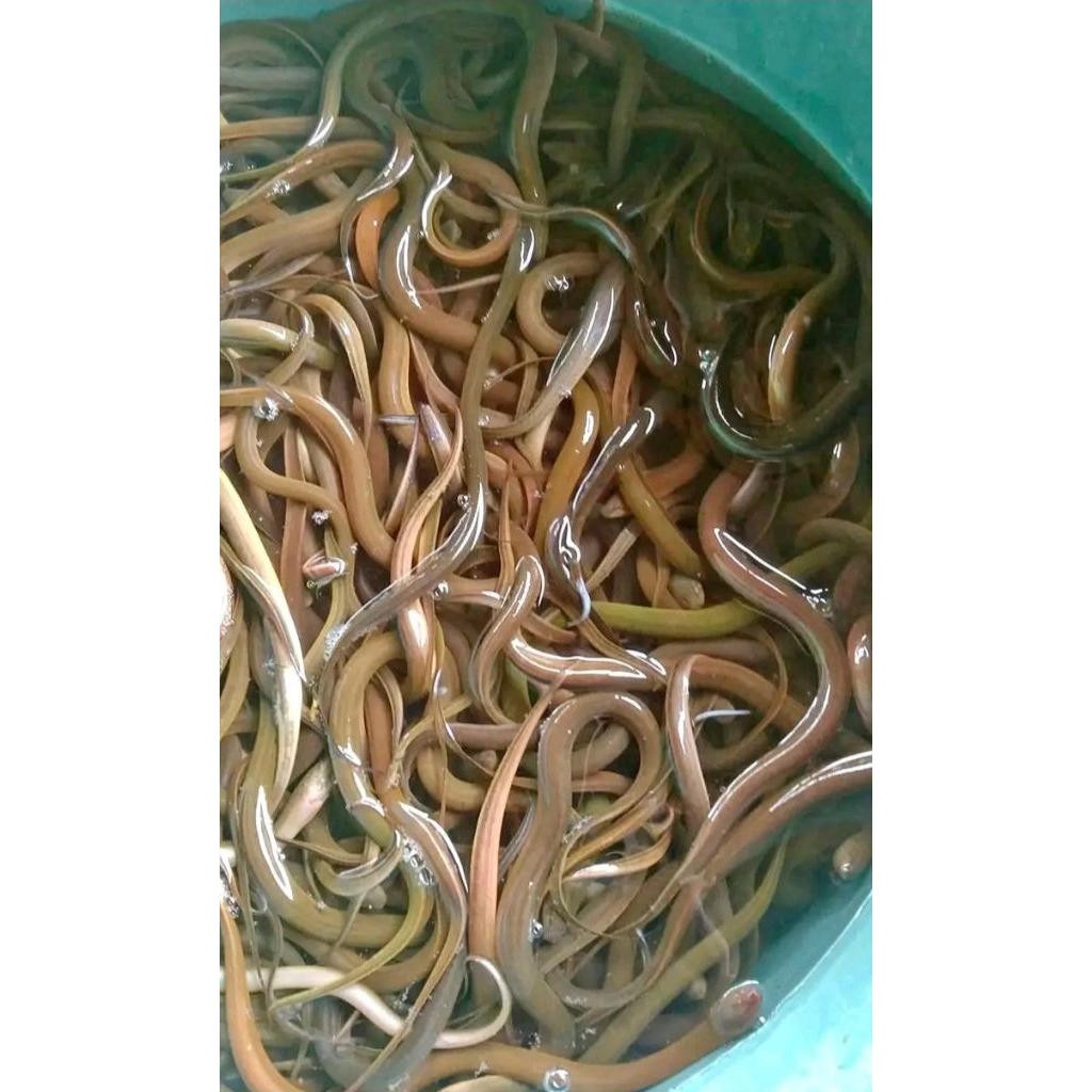 

BELUT SAWAH HIDUP 1KG