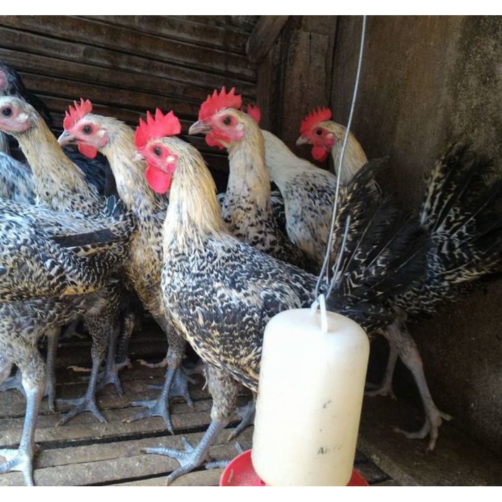 

paket hemat 10 telur ayam Arab ORI fertil siap buat ditetaskan