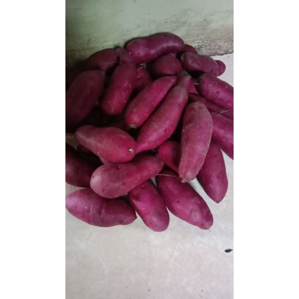 

ubi ungu segar ubi ungu enak manis segar 1kg udah di cuci bersih