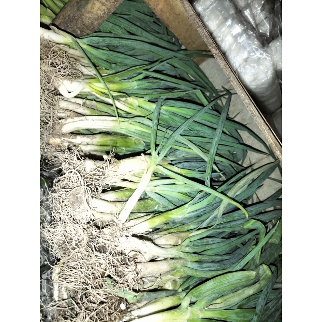 

KIRIM INSTAN I Daun Pre 1 Kg