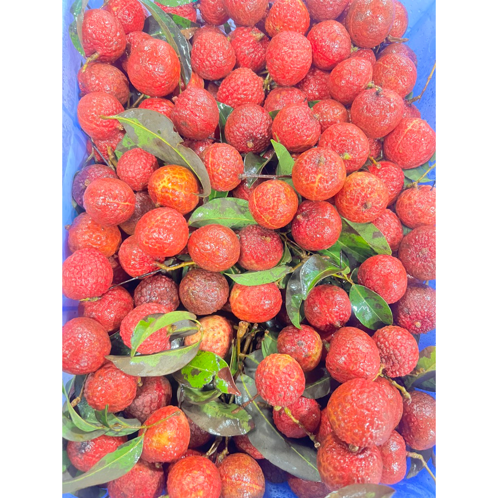 

BUAH LECI MERAH 500G