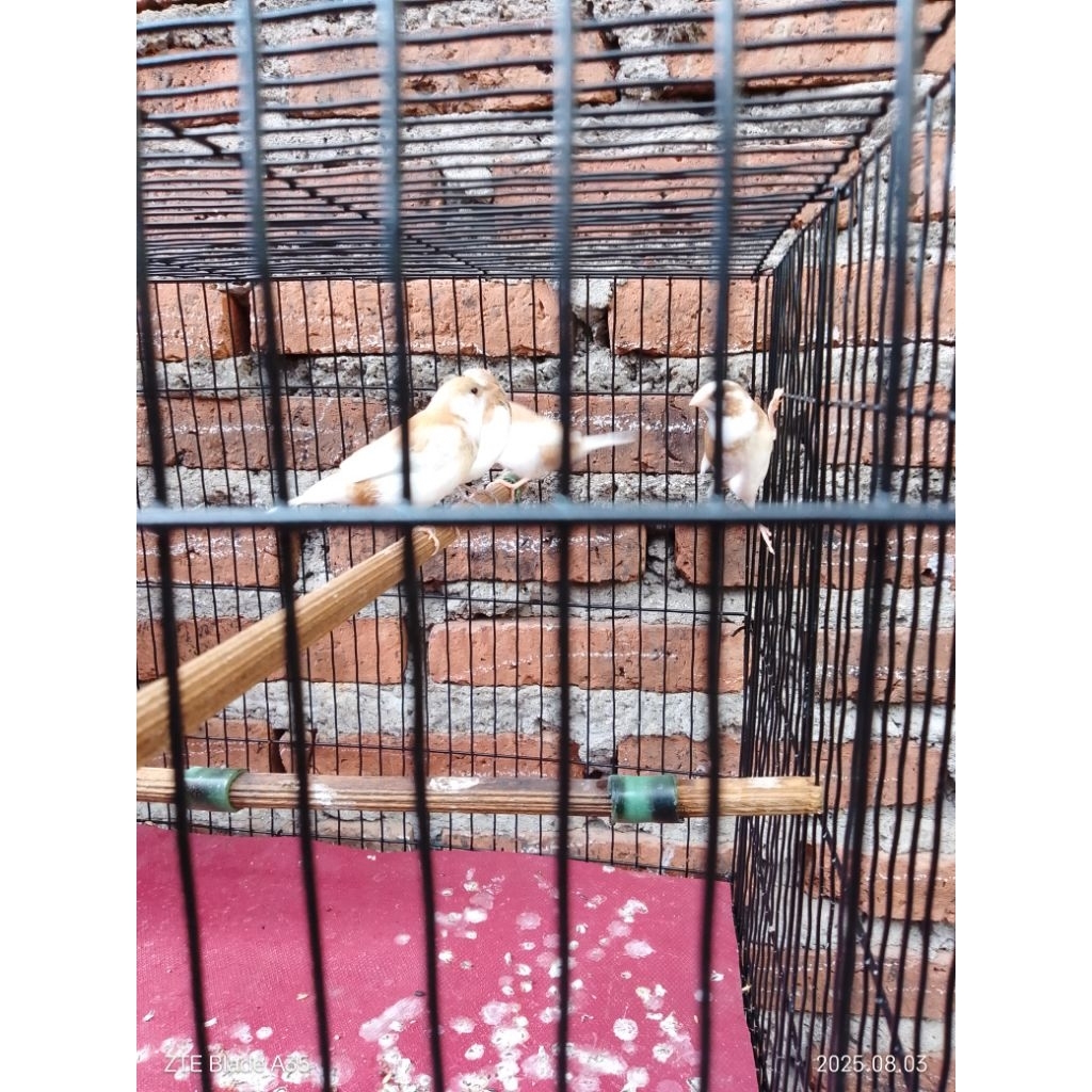 emje indukan sepasang produksi dan gacor rajin nelor