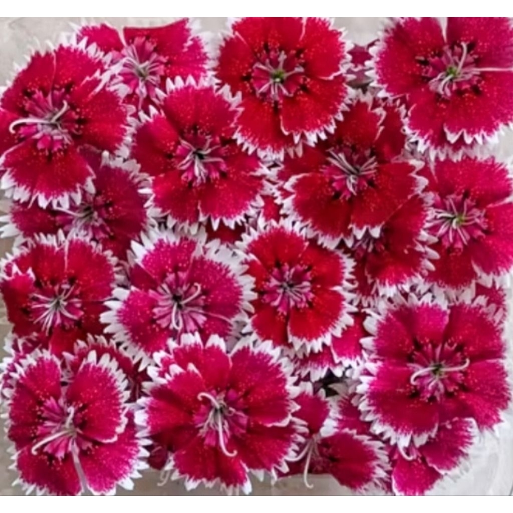 

edible flower dianthus anyelir hiasan makanan dan minuman 35pcs