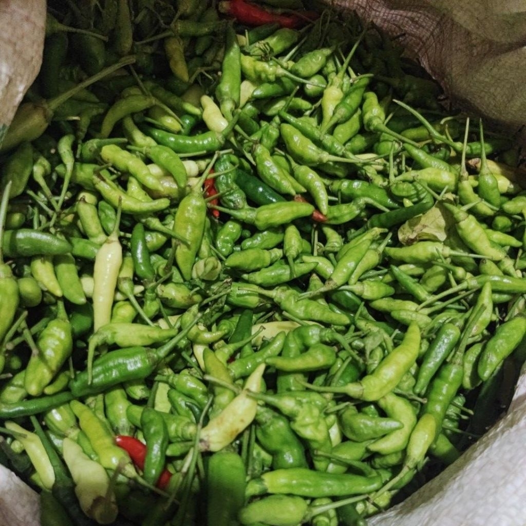 

Cabe Hijau Biasa - Cabe Hijau Murah