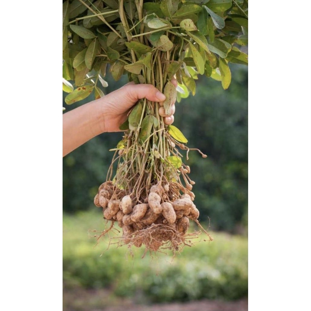 

kacang tanah kulit(belum kupas)kawalitas trbaik berat 500 gram