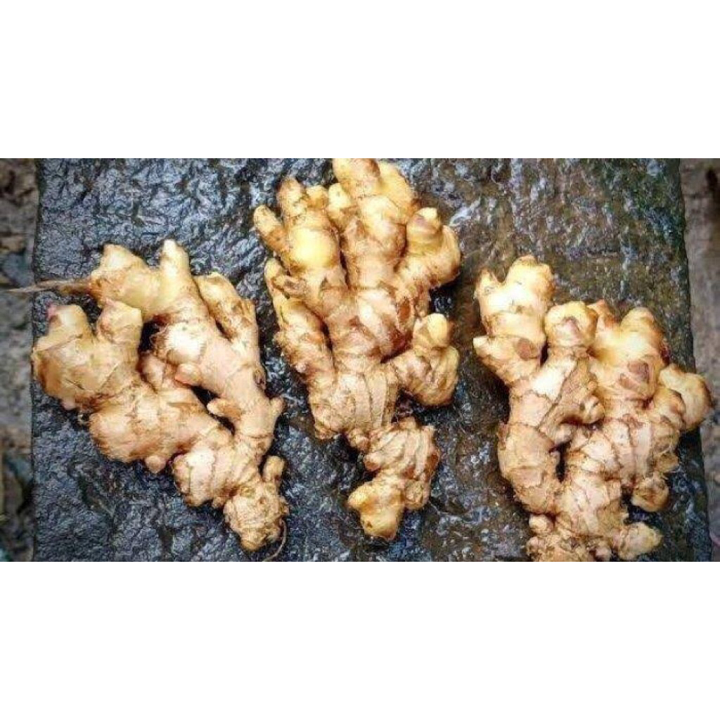 

jahe emprit/jahe super/segar/500gram/Wonogiri