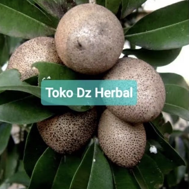 

Buah sawo muda pentil sawo segar 500 gram-az