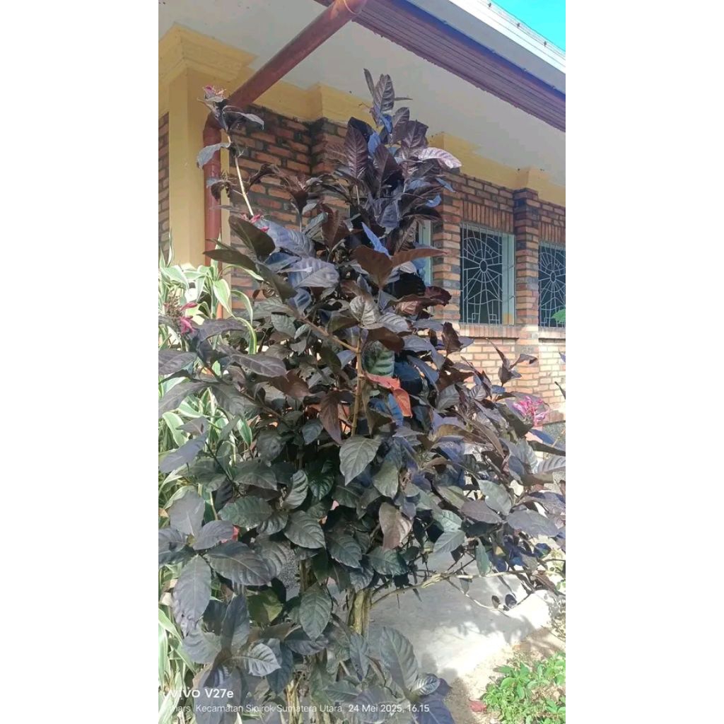 

daun ungu 100lembar, handeulem, obat wasir,obat ambeyen