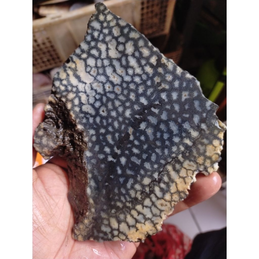 batu bahan natural teratai lipan hitam