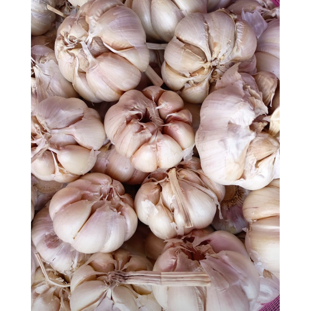 

Bawang putih Murah 1 kg