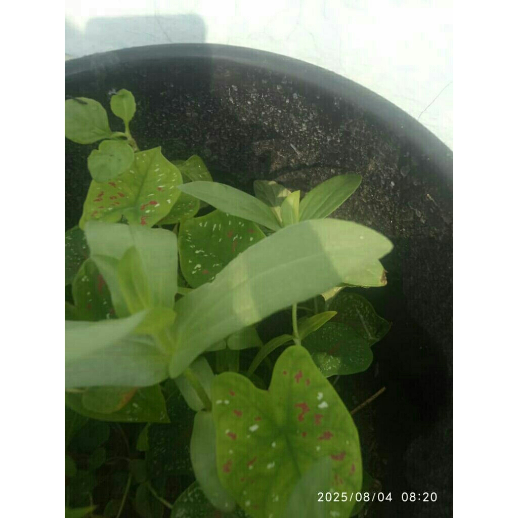 Bibit bunga Zinnia