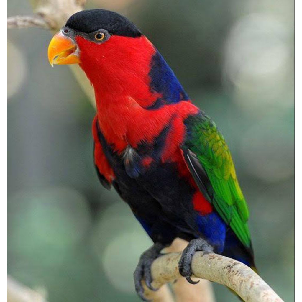 

Telur burung Nuri kepala Hitam siap ditetaskan telur fertil untuk ditetaskan