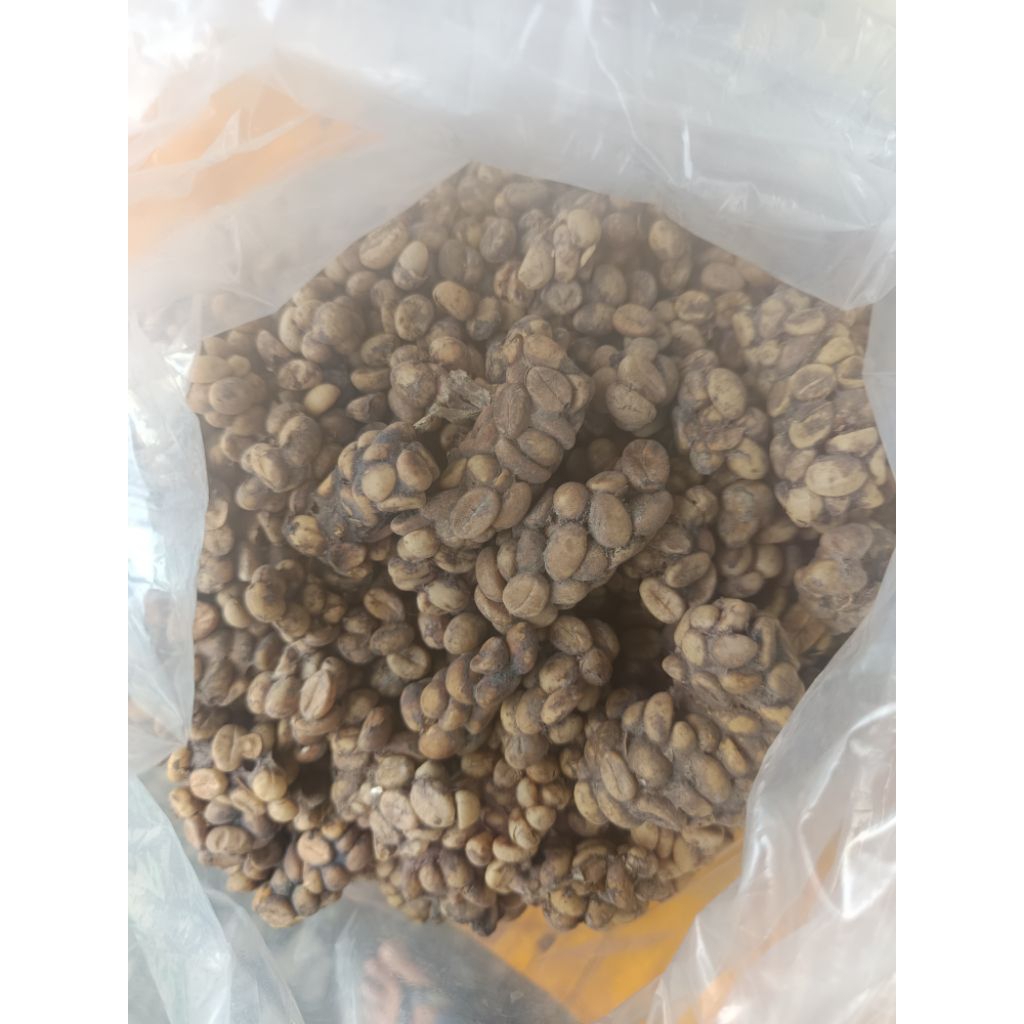 

Kopi Luwak Sumbawa 100gram