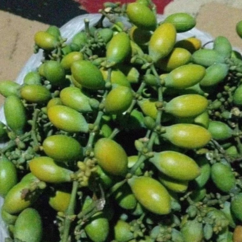 

BUAH MELINJO HIJAU BUAH MELINJO KUNING MELINJO HIJAU KUNING BIJI MELINJO MENTAH BUAH MELINJO MENTAH MELINJO UTUH SAYUR SEGAR MALINJO MLINJO TANGKIL