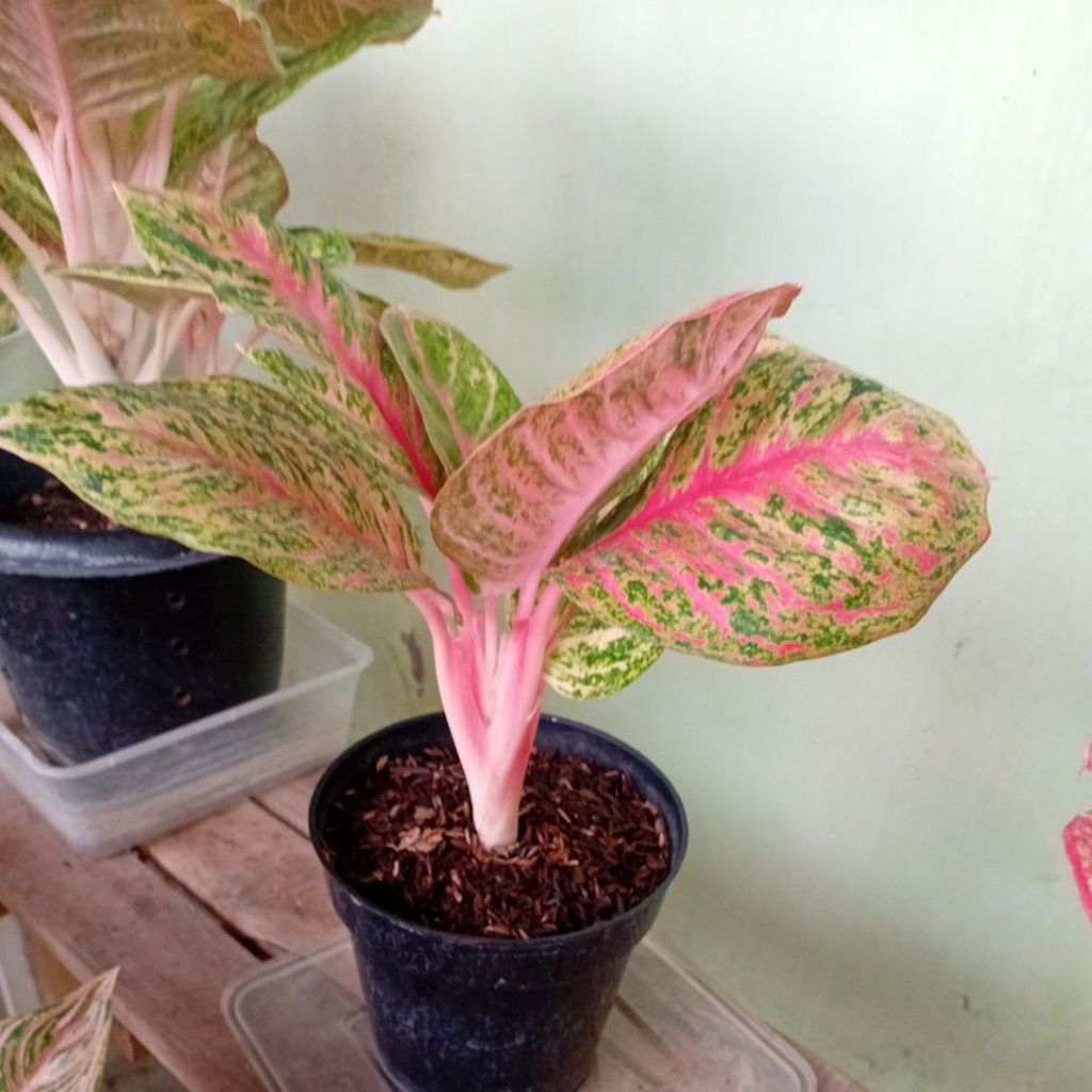 Aglonema Wulandari Orange Dewasa/Remaja Daun 5