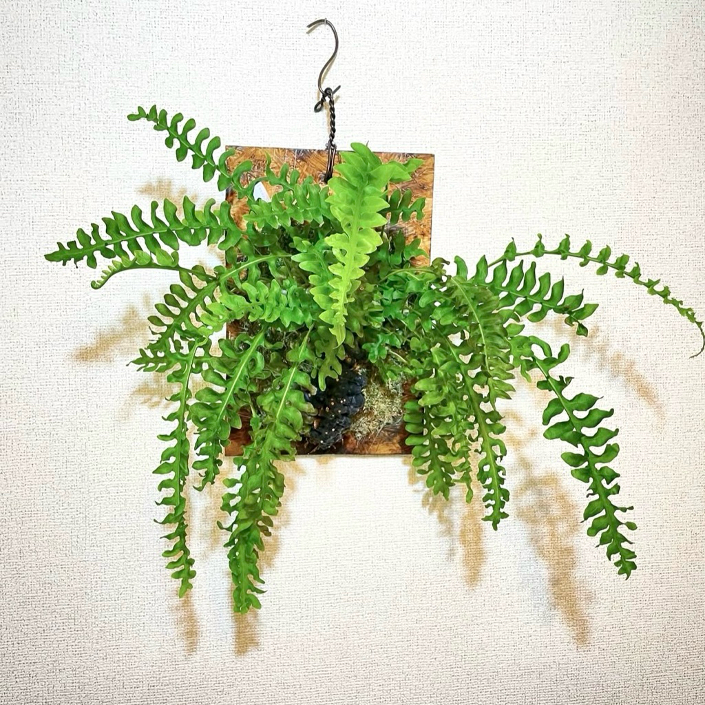 Tanaman Pakis Lecanopteris Luzonensis - Dewasa