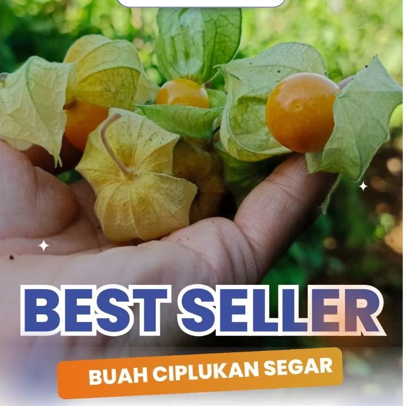 

5 Ons CIPLUKAN/GOLDEN BERRY SEGAR LANGSUNG PANEN DARI KEBUN