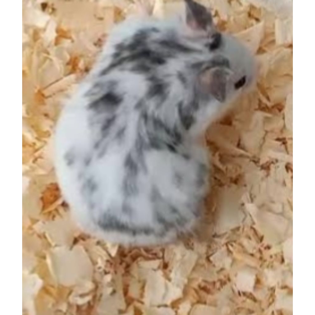 BOX & HAMSTER FUJIYAMA