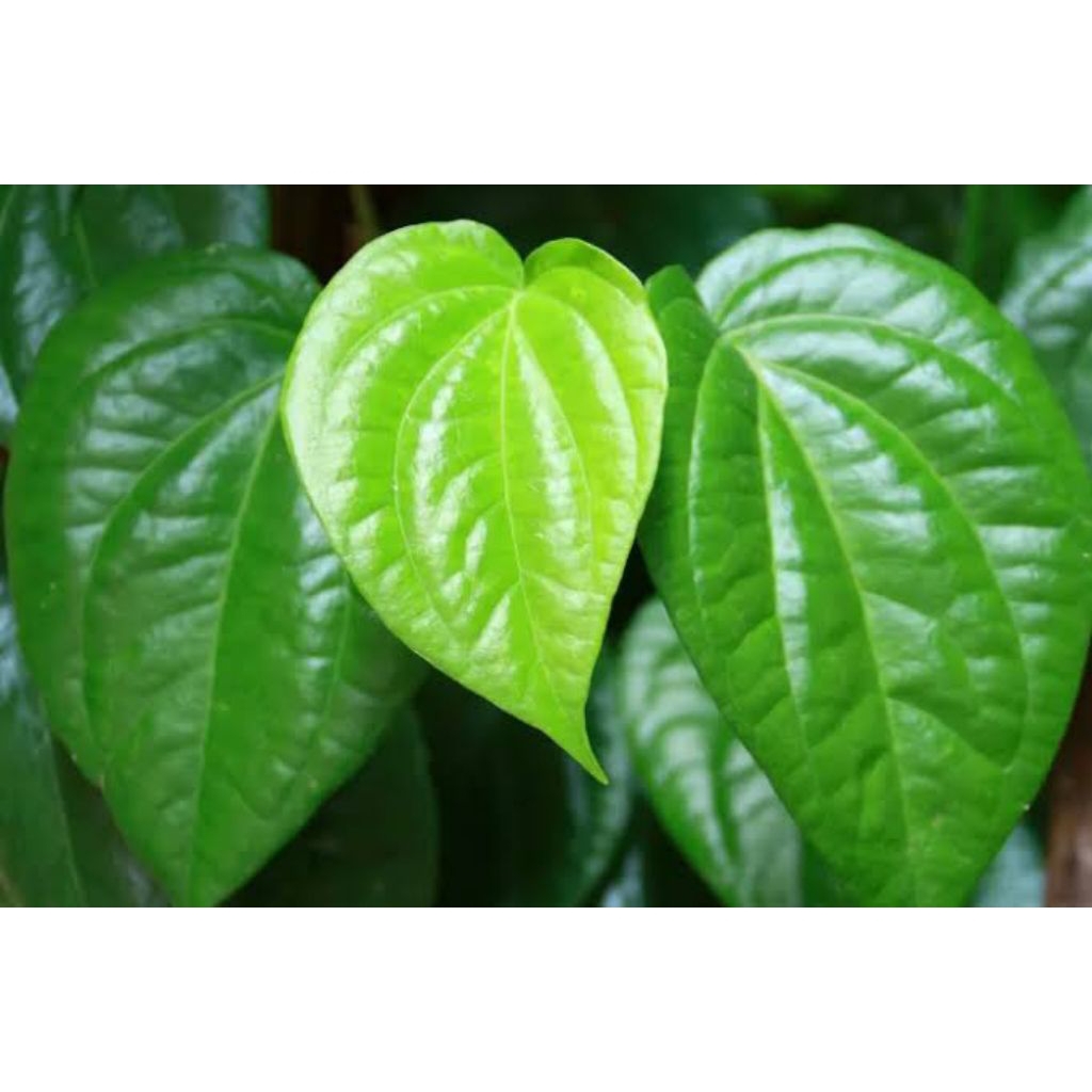 

Daun sirih segar 1 lembar dipetik dadakan, kualitas terbaik