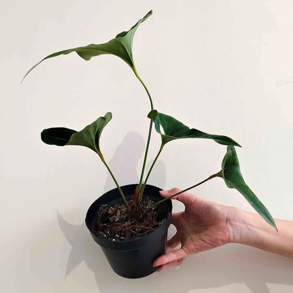 Bibit Tanaman Hias Anthurium Corong - Cocok untuk Koleksi & Dekorasi Rumah