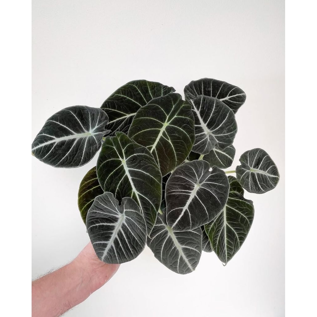 Tanaman hias alocasia black velvet - tanaman alocasia black velvet ninja - tanaman indoor