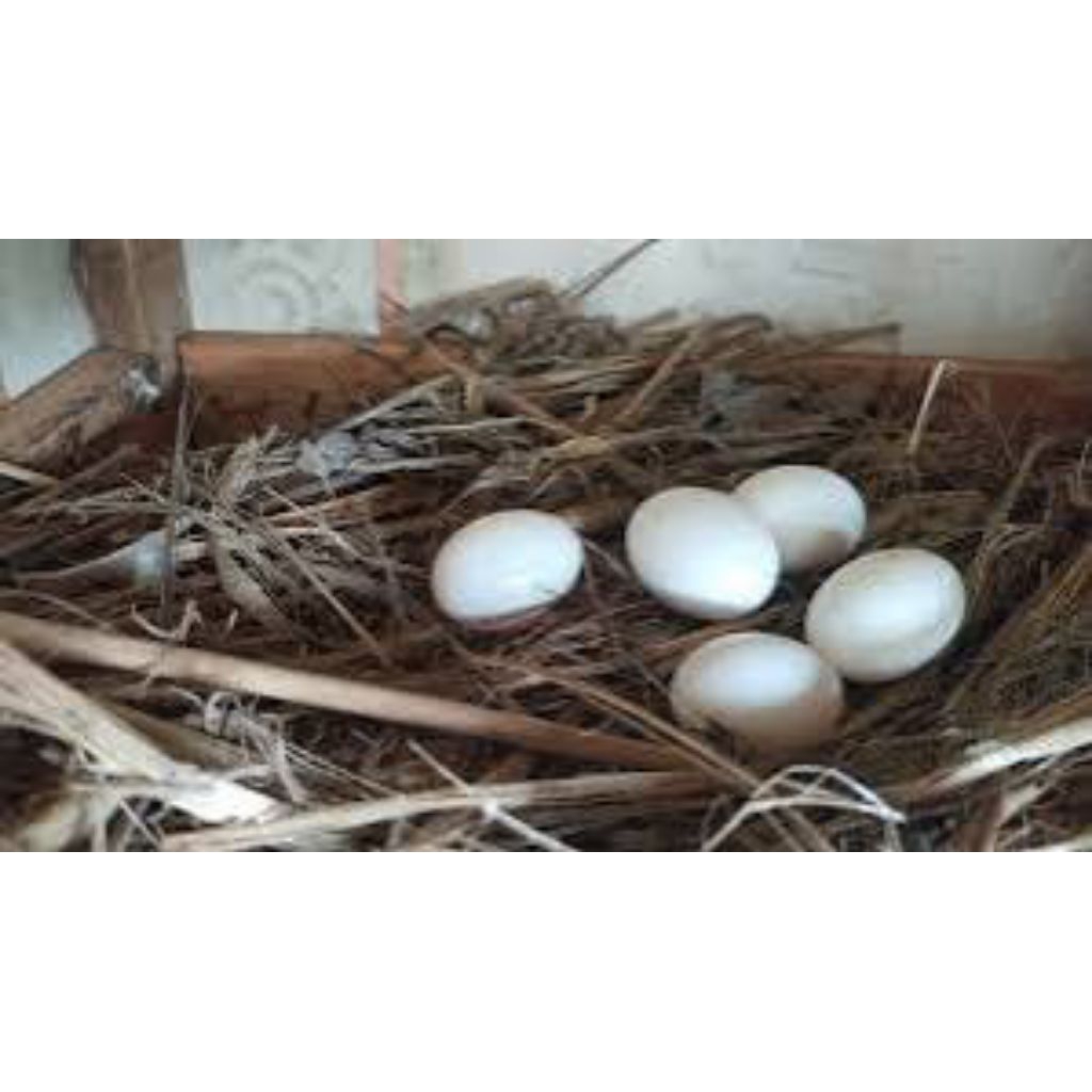 

telur burung jalak suren siap tetas