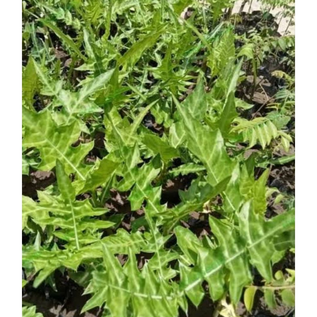 

Daun jeruju asli organik berat 100gr rempah asli indonesia