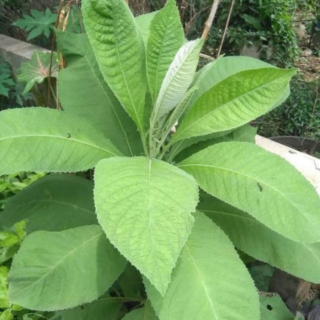 

Daun sembung segar obat herbal alami berat 500 gram