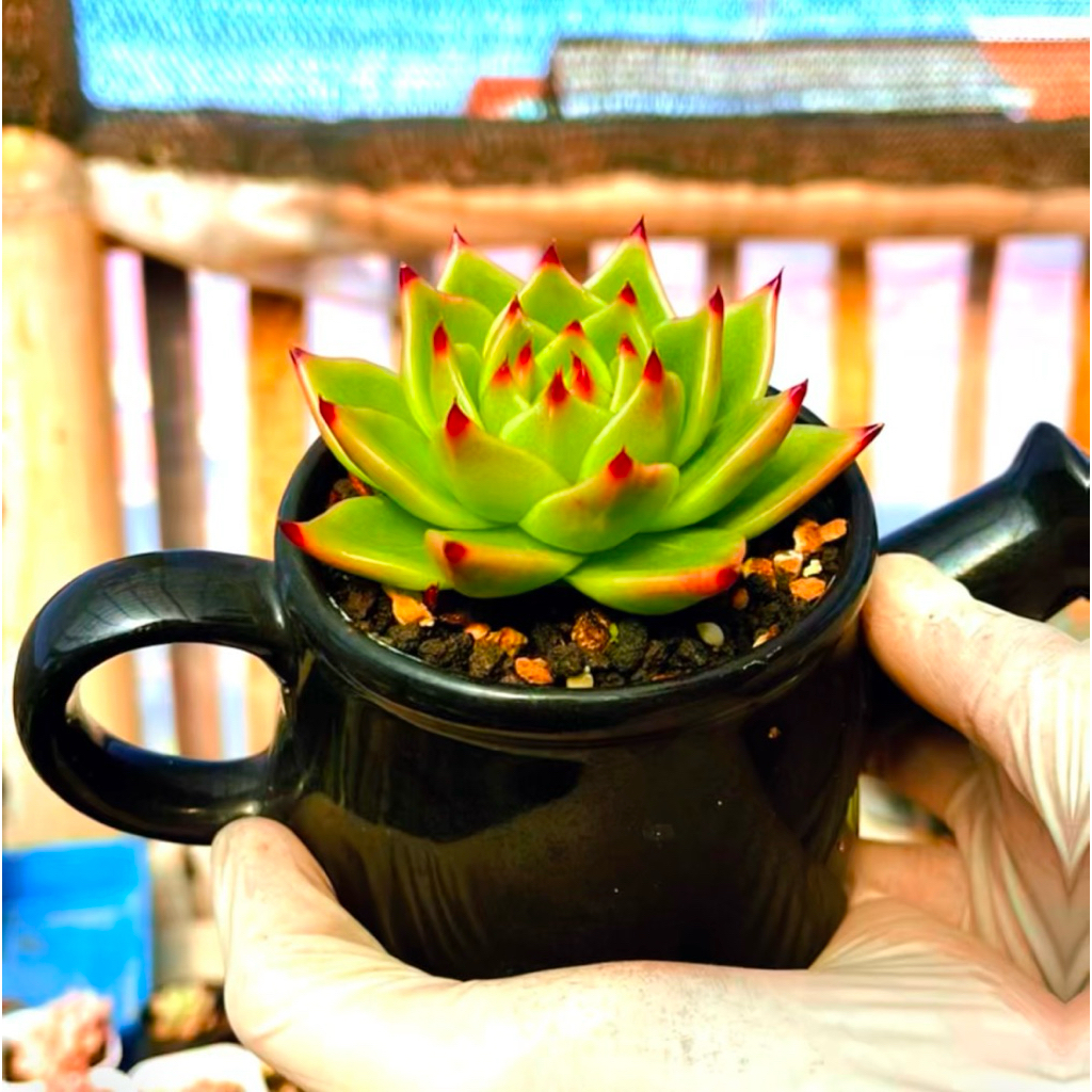 echeveria century egg import kaktus sukulen tanaman hias